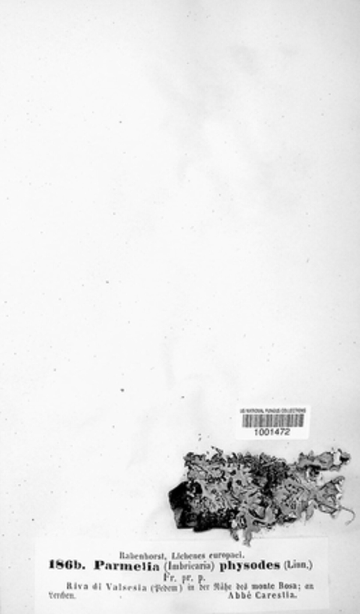 Hypogymnia physodes image